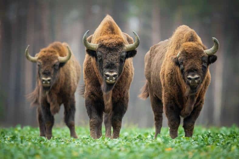 Bison in a forest near Warsaw