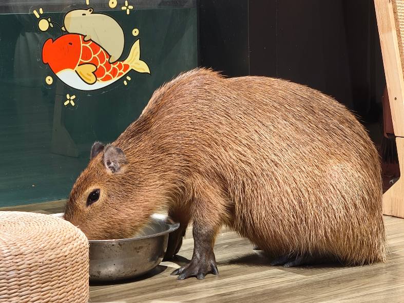 a brown capybara eating from a bowl