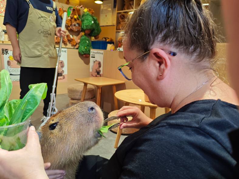feeding a capybara at a cafe in China